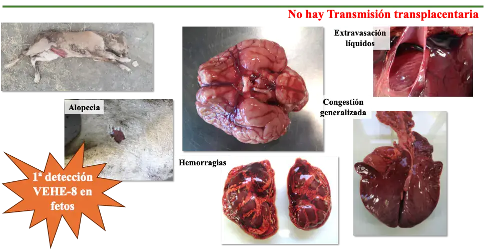 Folleto de inmunidad