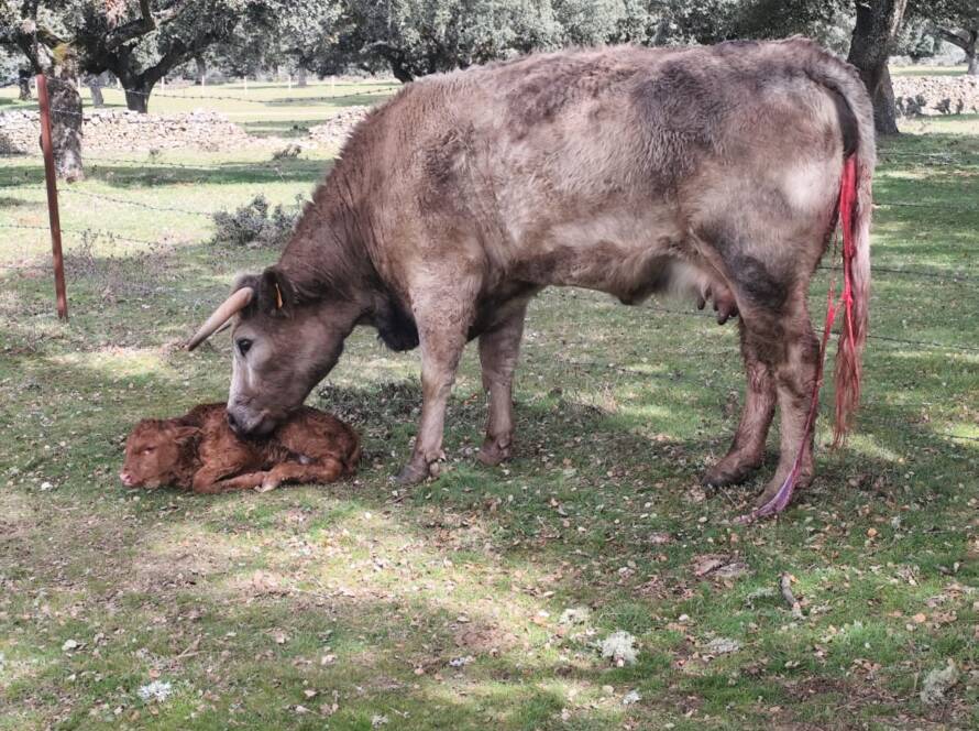 Ganado vacuno con cría