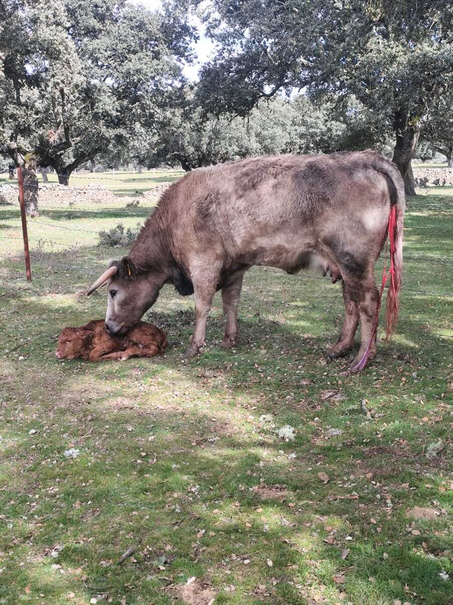 Ganado vacuno con cría