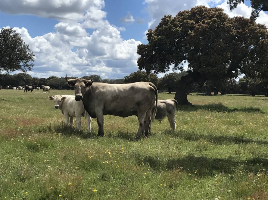 Paisaje con ganado vacuno de fondo
