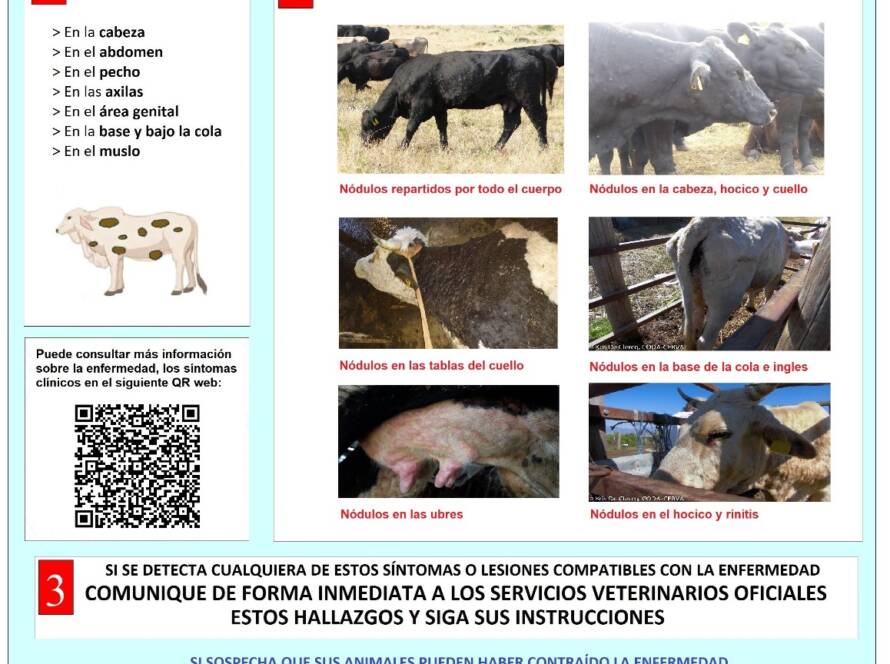 Folleto explicativo de la dermatosis nodular contagiosa