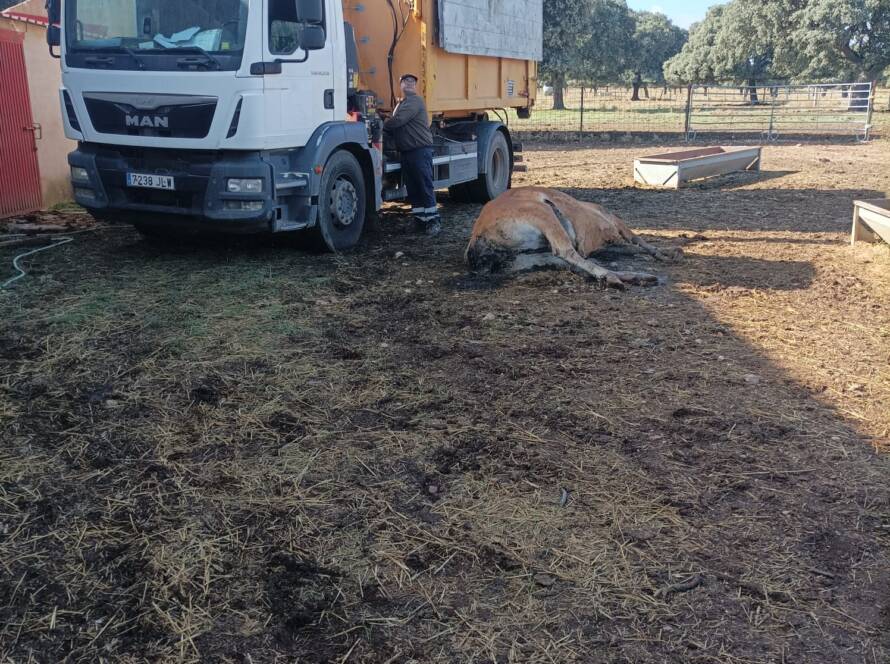 Imagen sobre la situación de ganado vacuno afectado por EHE