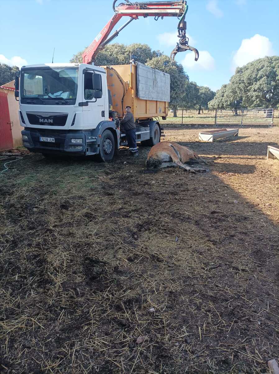 Imagen sobre la situación de ganado vacuno afectado por EHE