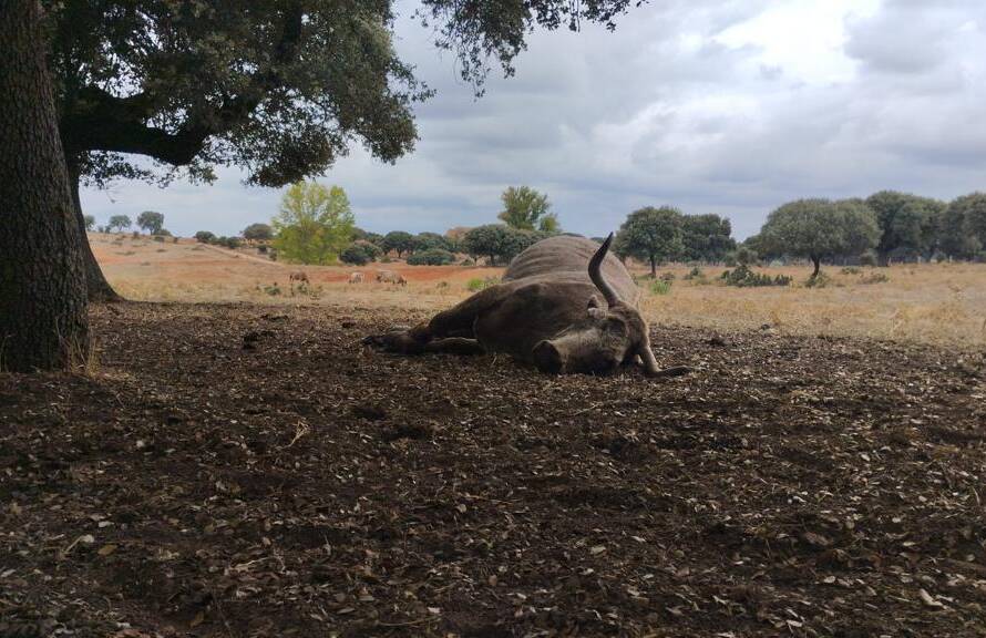 Imagen de vaca afectada por EHE en Salamanca