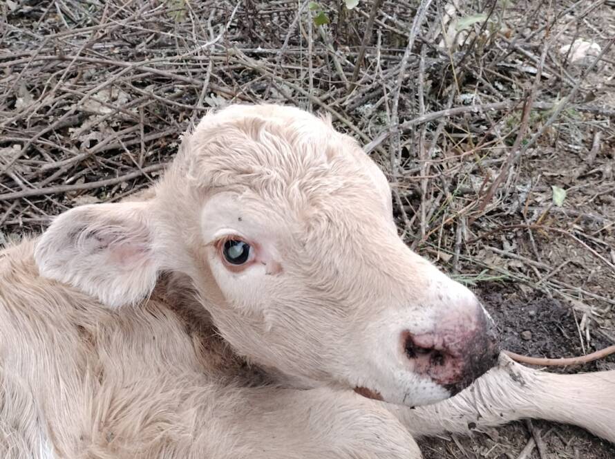 Imagen de cría de vaca