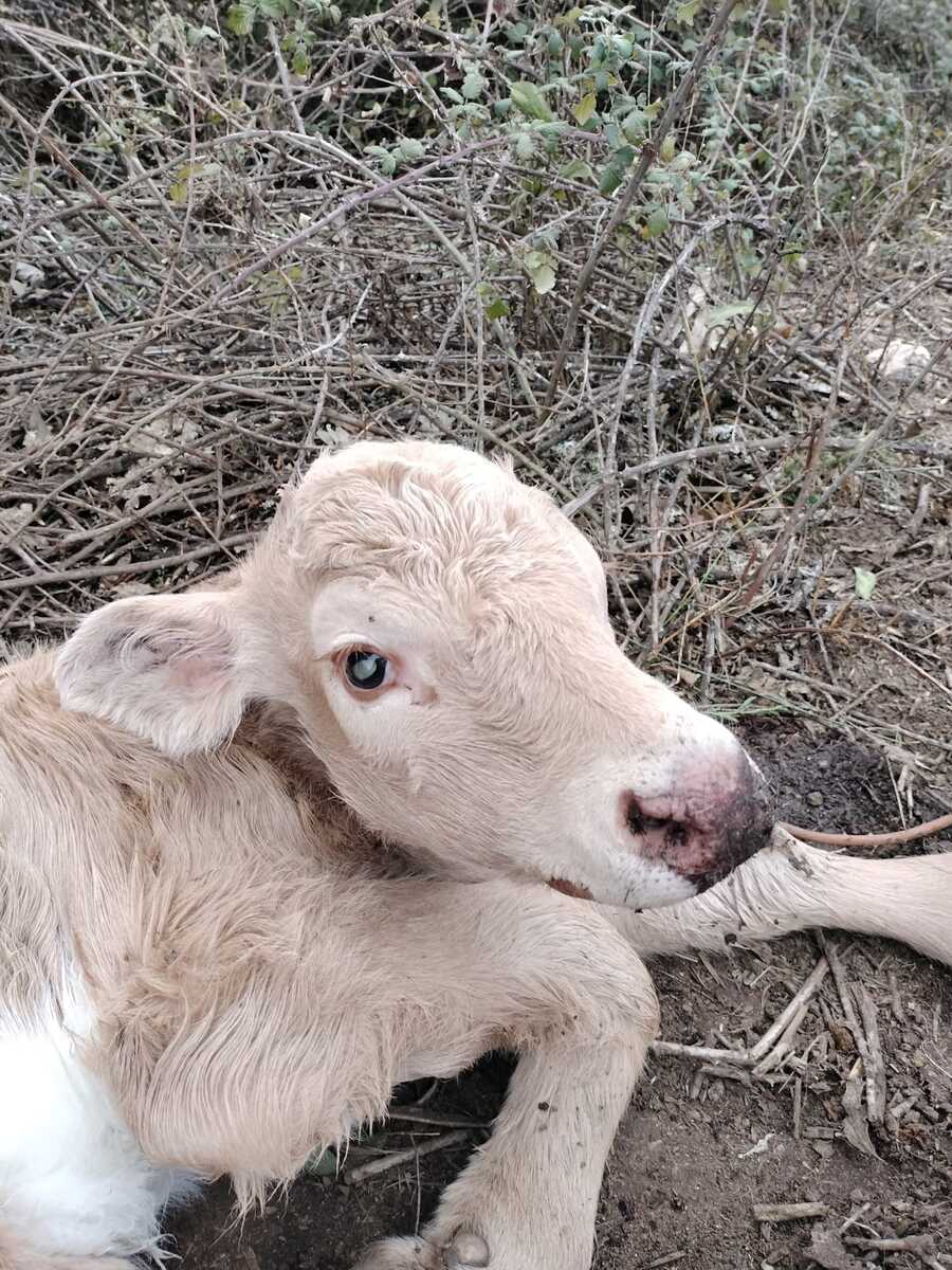 Imagen de cría de vaca