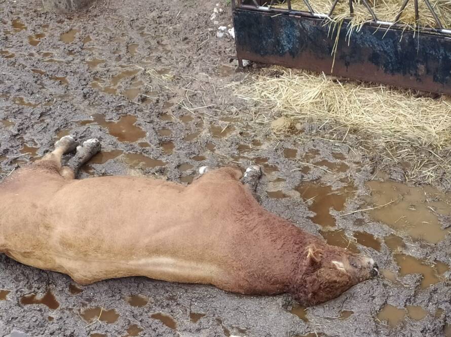 Imagen de vaca afectada por la enfermedad hemorrágica epizoótica