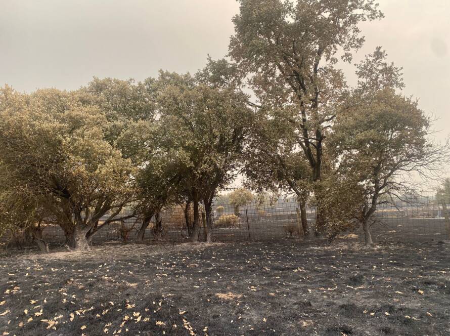 Zonas afectadas por incendios forestales