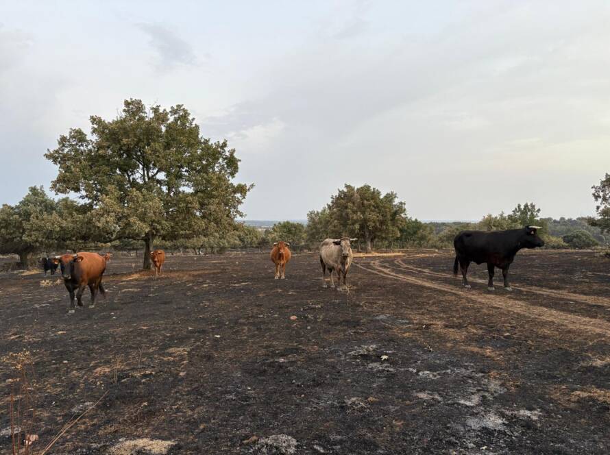 Ganado vacuno en zonas afectadas por incendios forestales