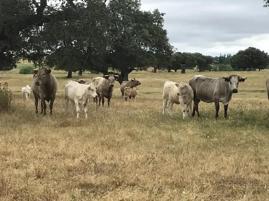 Paisaje de ganado vacuno