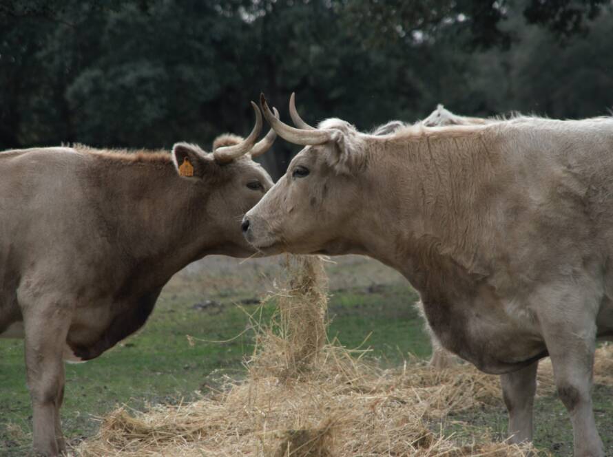 Ganado vacuno comiendo dehesa
