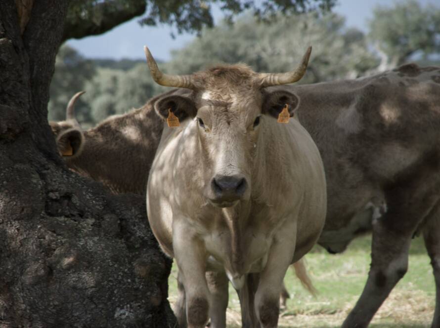 Imagen con ganado vacuno de fondo