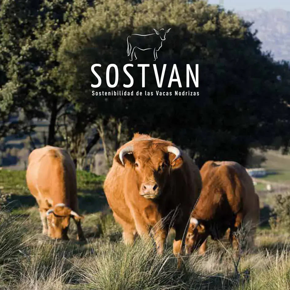 Paisaje de ganado vacuno con el logo de sostvan